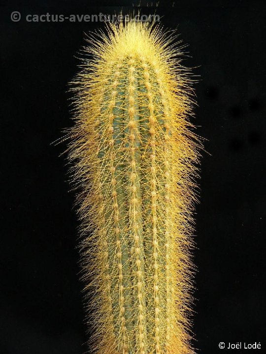 Pilosocereus tillianus P1260180